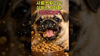 사료를 씹지 않고 삼키는 강아지, 괜찮은걸까?