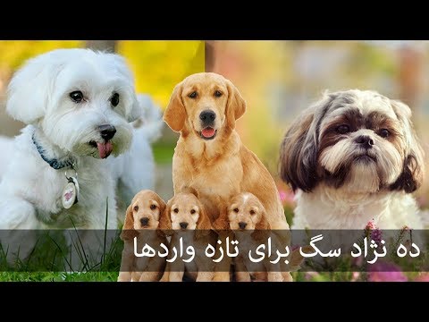 تصویری: چه نوع سگی را باید وارد آپارتمان کرد