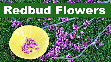 Are Redbuds poisonous?