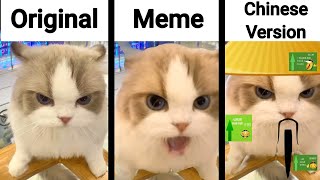 Chinese Cat Original vs Meme Vs Chinese Version + Bonus