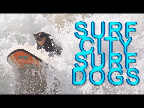 Video: Surf - Top Dog Sites