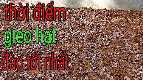 thời điểm gieo hạt đào và tỉ lệ lên 90%