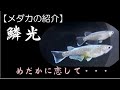 【めだか恋】鱗光　2020親魚メダカの紹介。