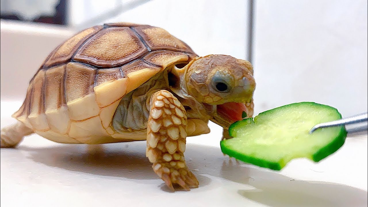 Turtle pro. Черепаха. Забавные Черепашки. Добрая черепаха. Черепашка улыбается.