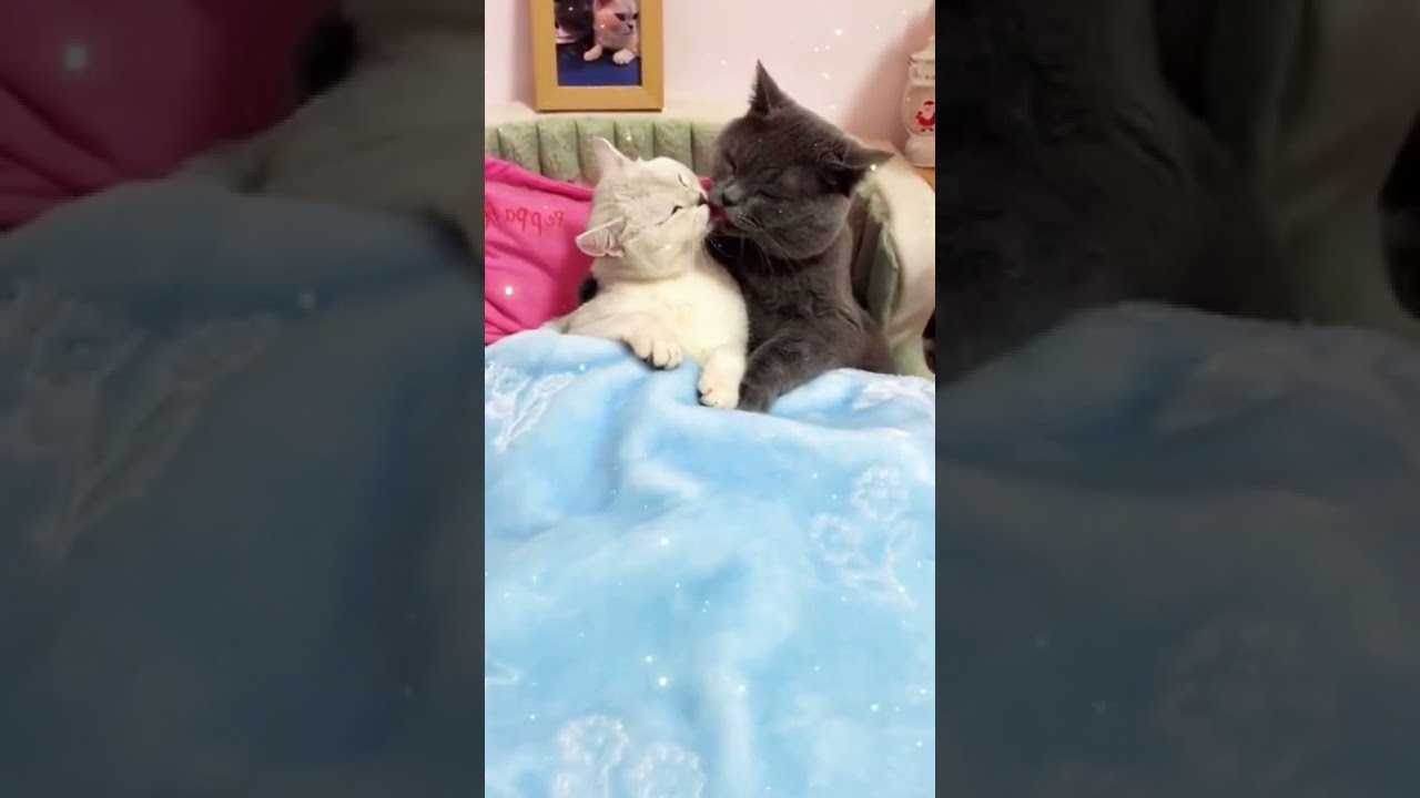 Trop D Amour Entre Ces Deux Chats Chat Shorts Pets Cat Fyp Subscribe Trend Trending