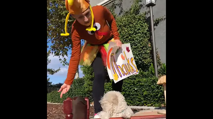 Thanksgiving is the time for dogs to give thanks