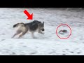 Wolf Saved The Children Who Fell Through The Ice, Mistaking Them For Puppies!
