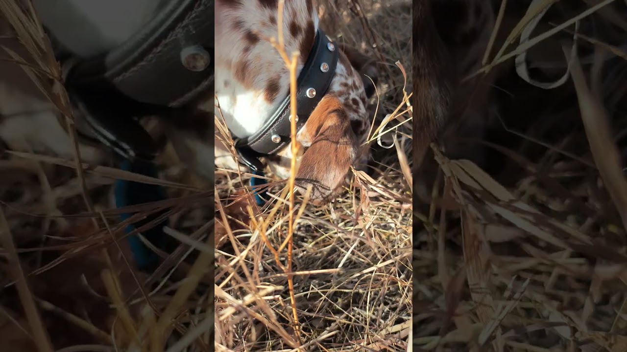 Horse or Hound dog 😂 