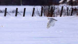 Snowy Owl Practice Footage