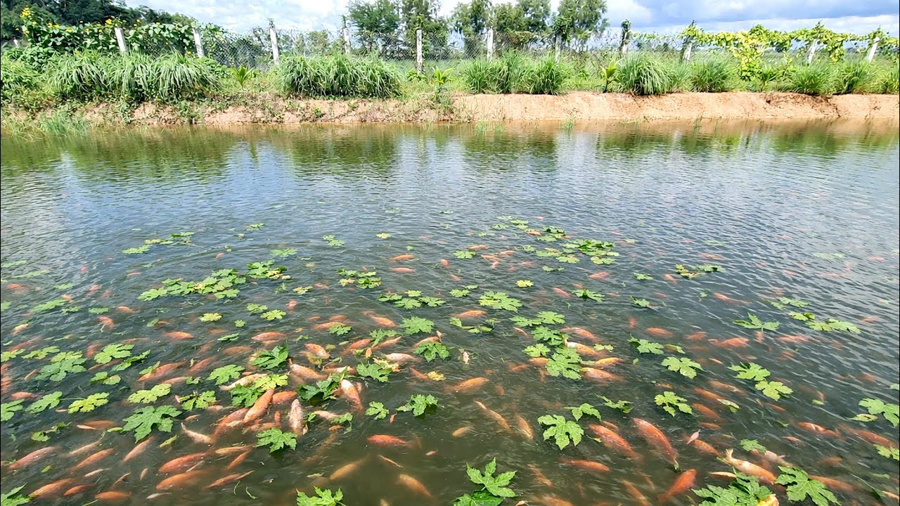 A Simple Harvest by the Pond 🌿 A Peaceful Farm Moment