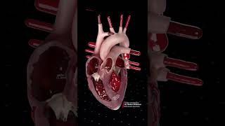 Advanced Heart Anatomy | Detailed 3D Cardiac Structures 🫀