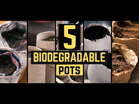 5 Biodegradable Pots for your Seedlings | Eco friendly Pots | PH