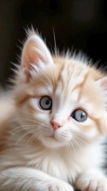 Kitten singing a song with beautiful voice #ai #catlovers #viralshorts #animallovers #littlesmile