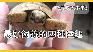 最容易飼養的四種陸龜《烏龜大小事》 