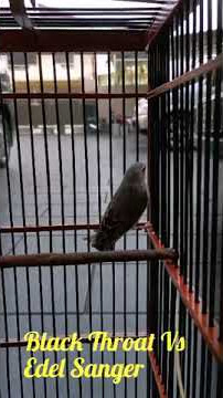 Black Throat Vs Edel Sanger