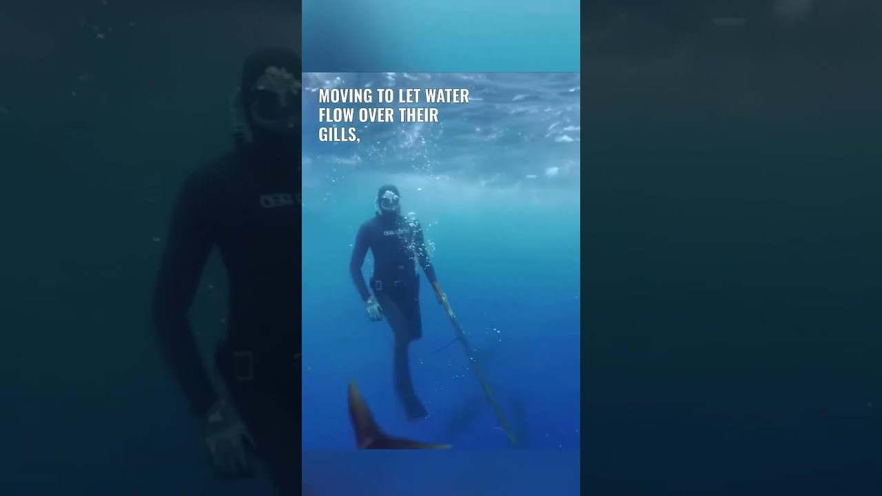 The Reason You Can T Buy Tuna Live 