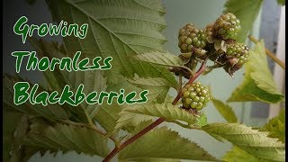 💲CHEAP EASY TRELLIS FOR BLACKBERRIES AND RASPBERRIES 🍇GIVE YOUR BERRIES A LIFT! 💪You Can DO THIS ✔️👍