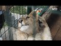 «Айболит из Челябинска» выходил спасённого львёнка Симбу