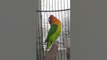 Lovebird memanggil teman#shorts
