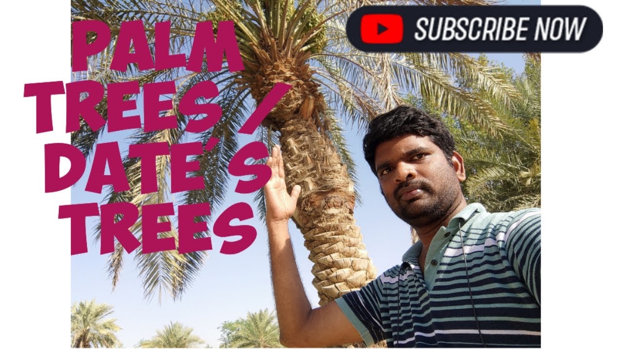 Palm Tree Rent Riyadh Palm Trees in Riyadh | Dates Trees | Garden area #dates #palmtree # ...