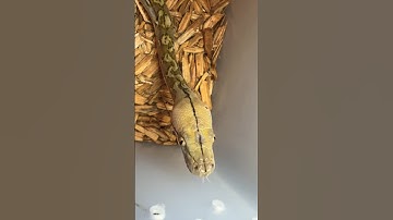 Superdwarf Reticulated Python - Nature’s perfect creation