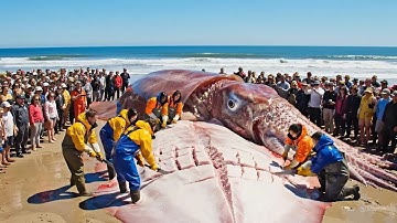 The 500KG Deep Sea Monster – Longline Hunting of a Giant Squid on the Ocean Floor