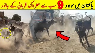 Pakistan Main 9 Sab Sy Khaternak Qurbani K Janwar | Eid 2023 | NYKI