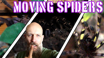 Re-housing 5 tarantulas and resolving a mold issue #tarantula #tarantulas #spiders