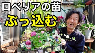 ロベリアで買ってきた苗で寄せ植えしたらとんでもない物ができた　　　　【園芸超人カーメン君】