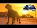 SA'F #147 - Fire Dog Causing Problems! | GTA V RP