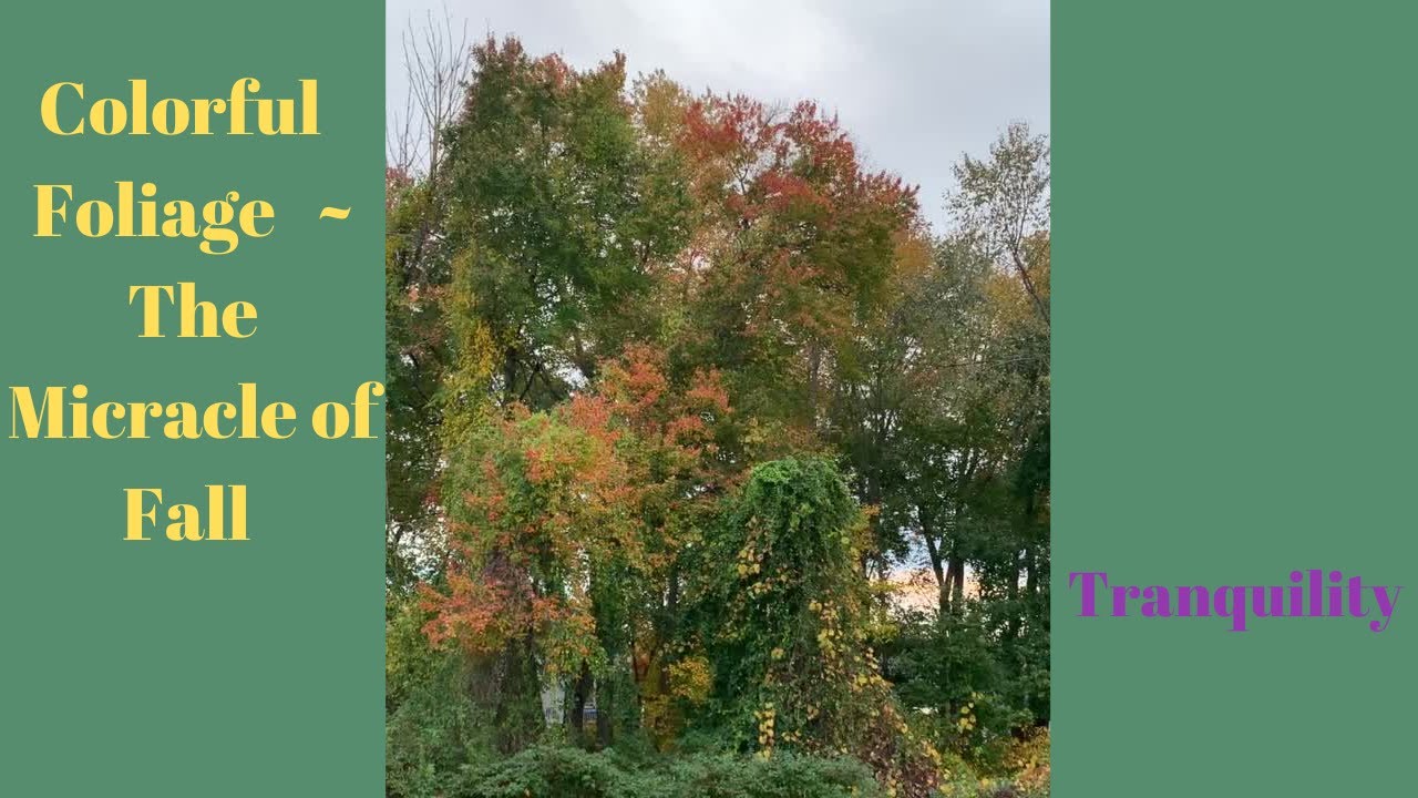 Colorful foliage | the micracle of Fall | Enhancing tranquility. 
