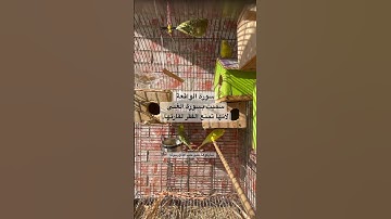 #سورة_الواقعة #قرآن فضل السورة في مربع التعليقات #طيور #تربية_الطيور #العراق #quran #birds #texas