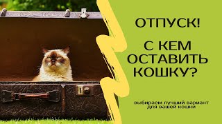 С кем оставить кота на время отпуска или отъезда