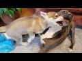 Anglo Wolfdog Yuki vs Cane Corso Bella