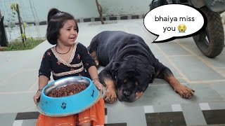 jerry please eat food 🥺|| emotional dog video || #rajveer #dog #rottweiler #therott #snappygirls ||