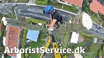 Noble fir take down - Tree Climbing Arborist - Træfældning Odense Fyn