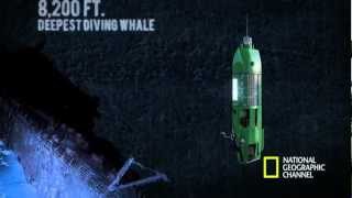 The Life Aquatic with James Cameron  Mariana Trench Dive