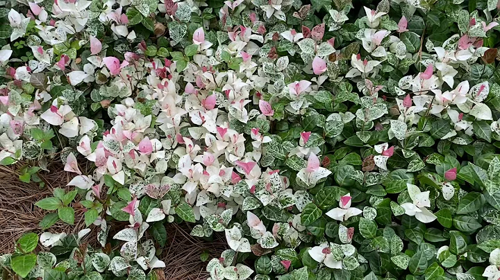 Plant Profile, 'Snow-in-Summer' Asiatic Jasmine, a great ground cover for heat. - DayDayNews