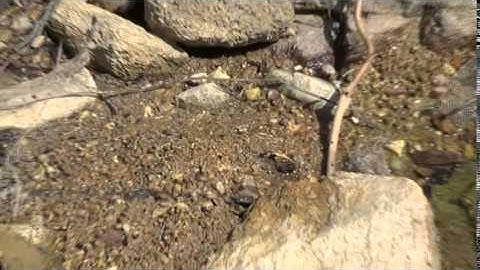 Mật ong rừng Hiệp Đức - Video ong uống nước