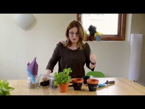 Wideo: Gorzkie rośliny bazylii – powody, dla których bazylia staje się gorzka