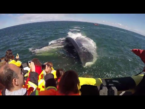 Wideo: Humbak Wyskakuje W Powietrze Tuż Obok łodzi Obserwującej Wieloryby