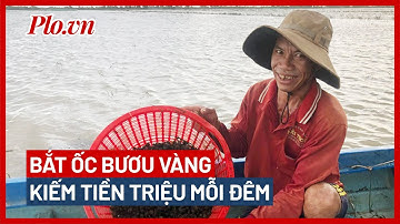 Kiếm bộn tiền từ việc bắt ốc bươu vàng mùa nước nổi - PLO