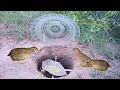 Amazing Quick Unique DIY Bird Trapping Technique Using Plate And Hole