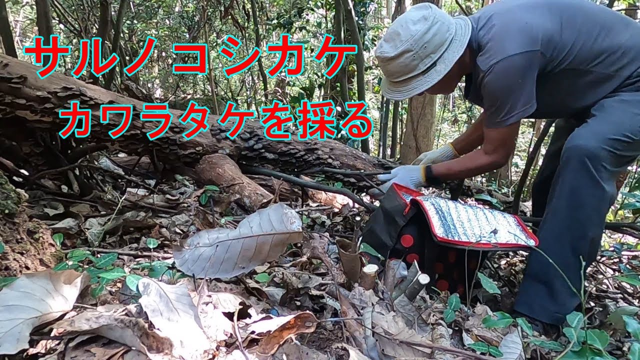 猿の腰掛 カワラタケを採る Youtube