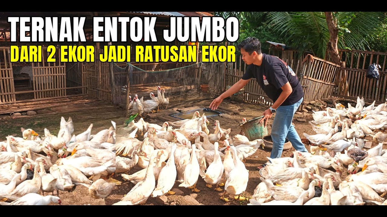 SUKSES TERNAK ENTOK JUMBO MODAL 2 EKOR BISA JADI RATUSAN EKOR, HASILKAN CUAN JUTAAN