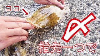 釣ったアオリイカを指先一つで締めた結果が凄い！(349話目)