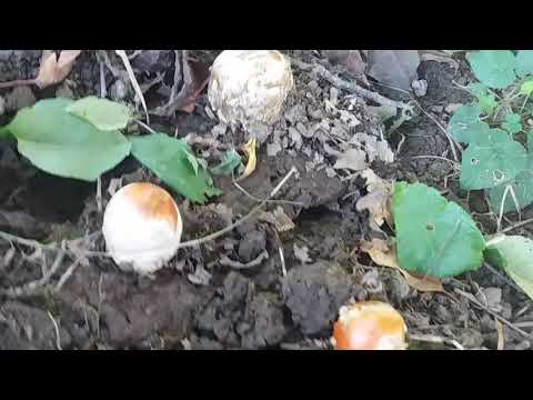 #ნიყვი ბოლო დღე ნიყვებისა. ექსპერიმენტი წარმატებულად დამთავრდა