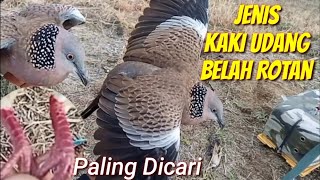 Burung Paling Di Cari Para Pemikat, Jenis Kaki Udang Belah Rotan@terkukur peliharaan 
