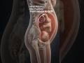WHAT HAPPENS DURING LABOR -3D ANIMATION EXPLAINED
