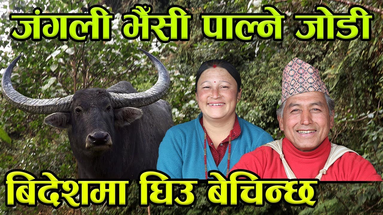 जंगली भैँसीको घिउ बिदेशमा बेच्ने गोठालो जोडी ! यो जोडीले जंगलमै बसेर जंगली भैँसी पालेछ│Nepal Chitra